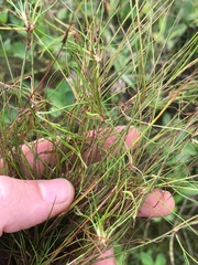 Juncus bulbosus