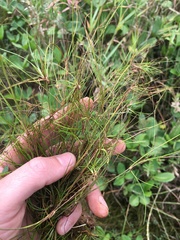 Juncus bulbosus