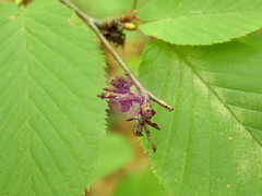 Eriophyes betulae