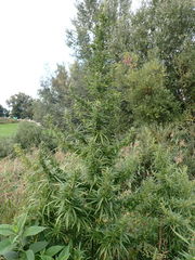 Cannabis sativa sativa