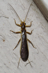 Perlesta