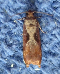 Episimus tyrius