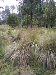 Festuca tolucensis