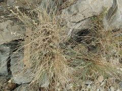 Bouteloua warnockii