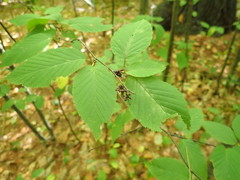 Eriophyes betulae