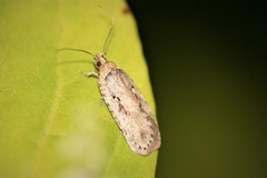 Agonopterix ocellana
