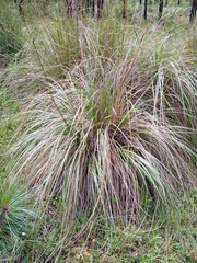 Festuca tolucensis