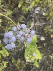 Ageratum