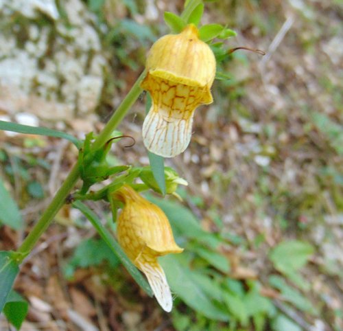 Uglađeni naprstak (Digitalis laevigata)