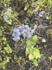 Ageratum