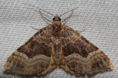 Chrysolarentia lucidulata