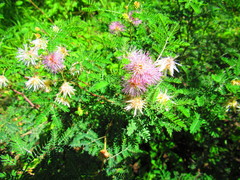 Senegalia occidentalis