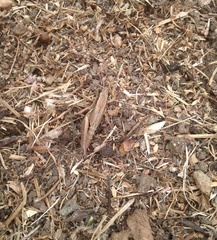 Melanoplus marginatus