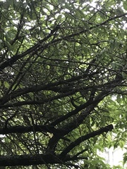 Poecile atricapillus