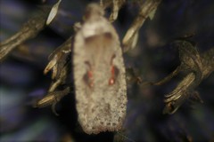 Agonopterix ocellana