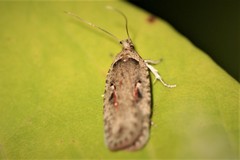 Agonopterix ocellana