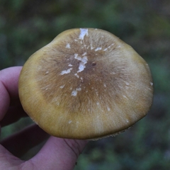 Tricholoma arvernense
