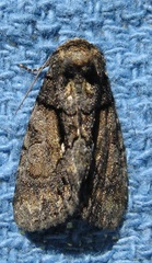 Chytonix