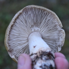 Tricholoma arvernense