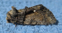 Chytonix