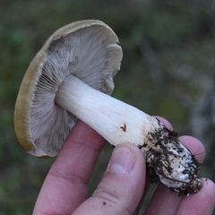 Tricholoma arvernense