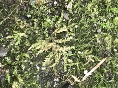 Bryophyta