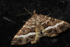 Chrysolarentia vicissata