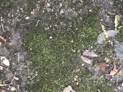 Bryophyta