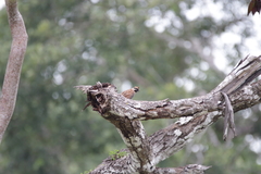 Colinus nigrogularis