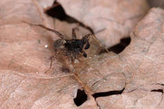 Pardosa