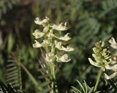 Astragalus pomonensis