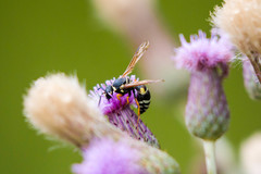 Pseudepipona herrichii