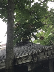 Sciurus carolinensis