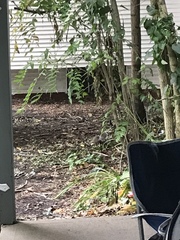 Sciurus carolinensis