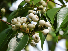 Syzygium zeylanicum