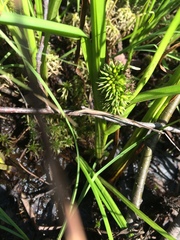 Sparganium emersum