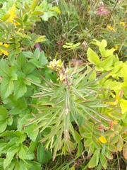 Artemisia vulgaris kamtschatica