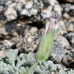 Chaenactis alpigena