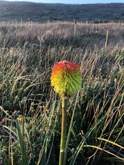 Kniphofia rooperi