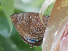 Arhopala centaurus nakula