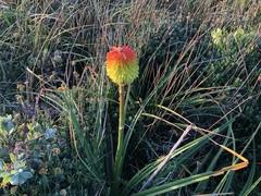 Kniphofia rooperi