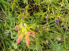 Castilleja moranensis