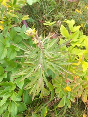 Artemisia vulgaris kamtschatica