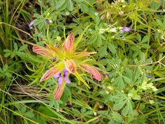 Castilleja moranensis