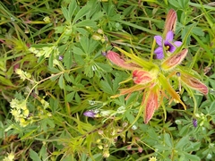 Castilleja moranensis