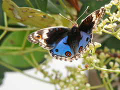 Junonia orithya wallacei