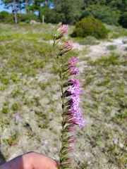 Liatris pauciflora secunda