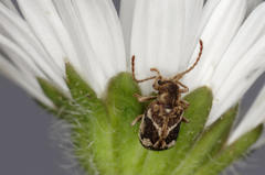 Ptinomorphus imperialis