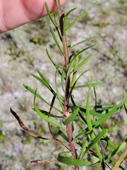 Liatris pauciflora secunda
