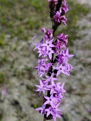 Liatris pauciflora secunda